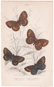 25 Scotch Argus